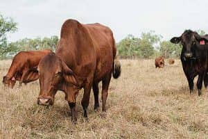 Pasture-Fed Beef is more Nutritious than Grain-Fed Beef